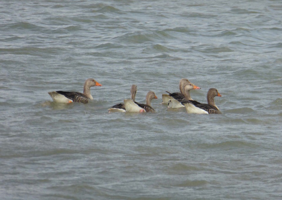 United Kingdom - Woodbridge - The only native species of goose to breed in England, Greylag Geese are descendants of domestic goose, first domesticated in the 1300s. 