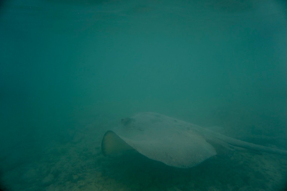 Malediven -  - Am  Abend als die Flut kam, kamen auch viele Besucher über das Riff. Unsere Hütte wurde von Haien, Rochen und Mantas umzingelt. Leider war das Wasser so aufgewühlt und trübe, das die Bilder eher schlecht waren, haben ein paar Videos gedreht.