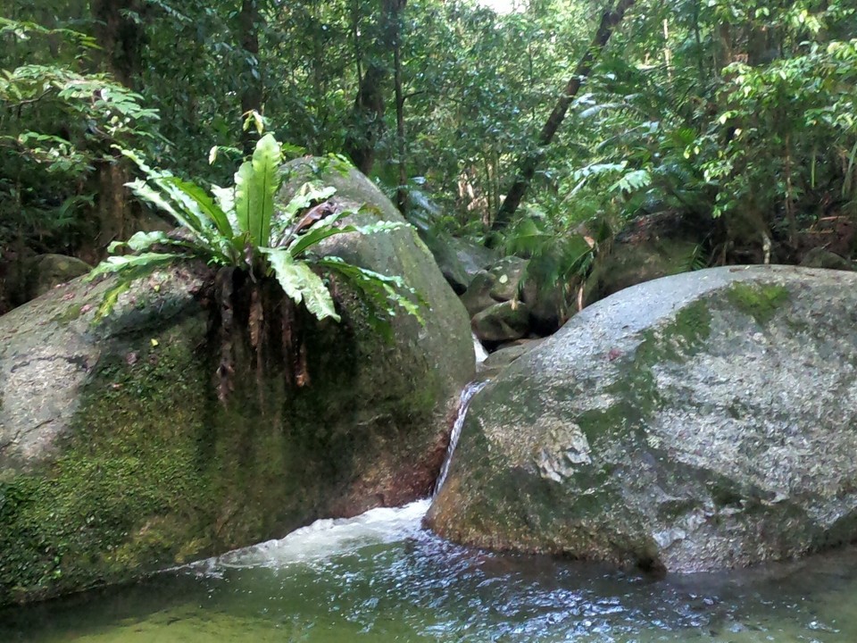 Australien - Mossman Gorge - 