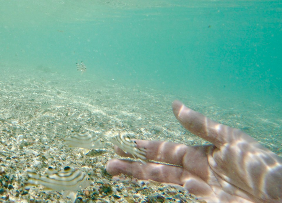 Ägypten -  - Auch die Fische fressen uns schon aus der Hand.