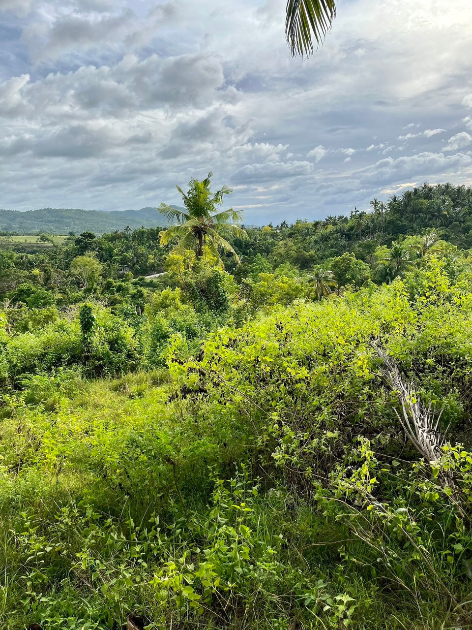 Philippinen - Moalboal - 