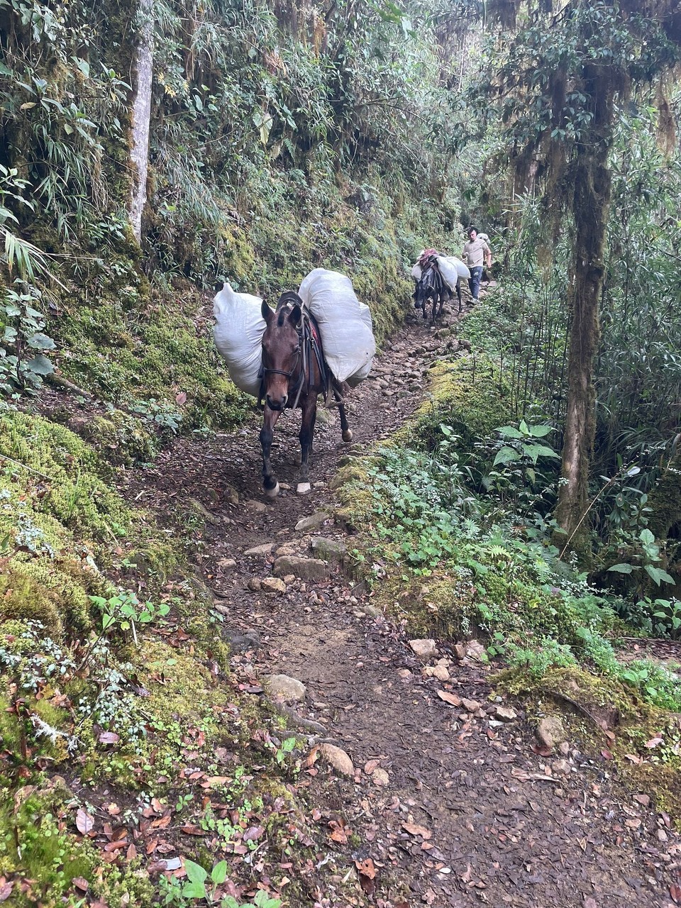 Costa Rica - Pérez Zeledón - … die andere Art Gegenverkehr 🐴 