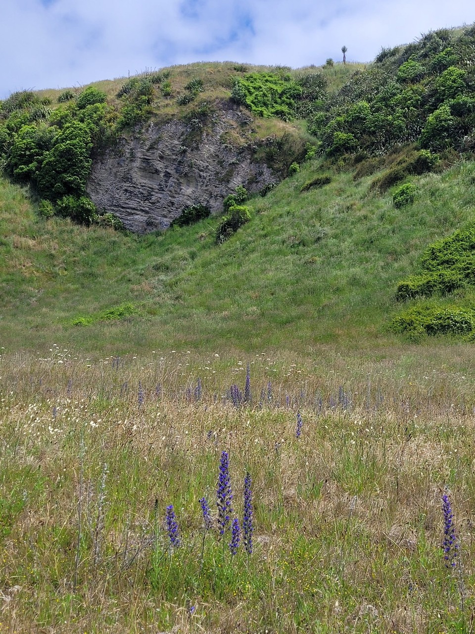 Neuseeland - Kaikoura - 