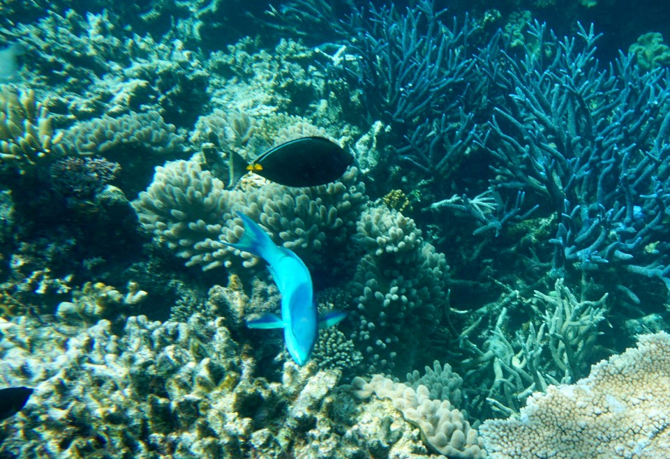 Australien - Green Island - Kein Vergleich zu unserem letzten Schnorcheltrip auf den Malediven was die Anzahl und Vielfalt der Fische betrifft.