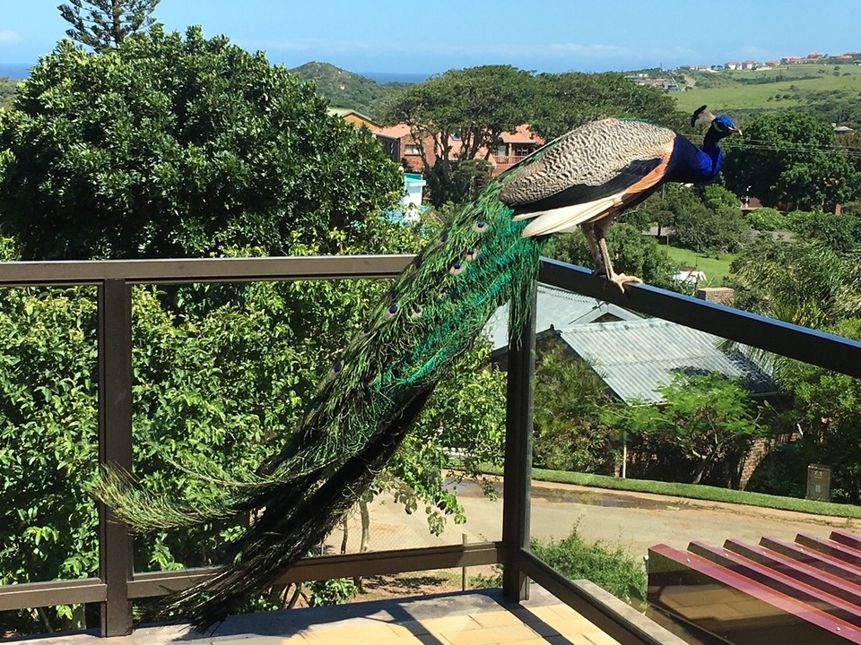 Südafrika - Amatola Coastal - pfau auf der terrasse 
