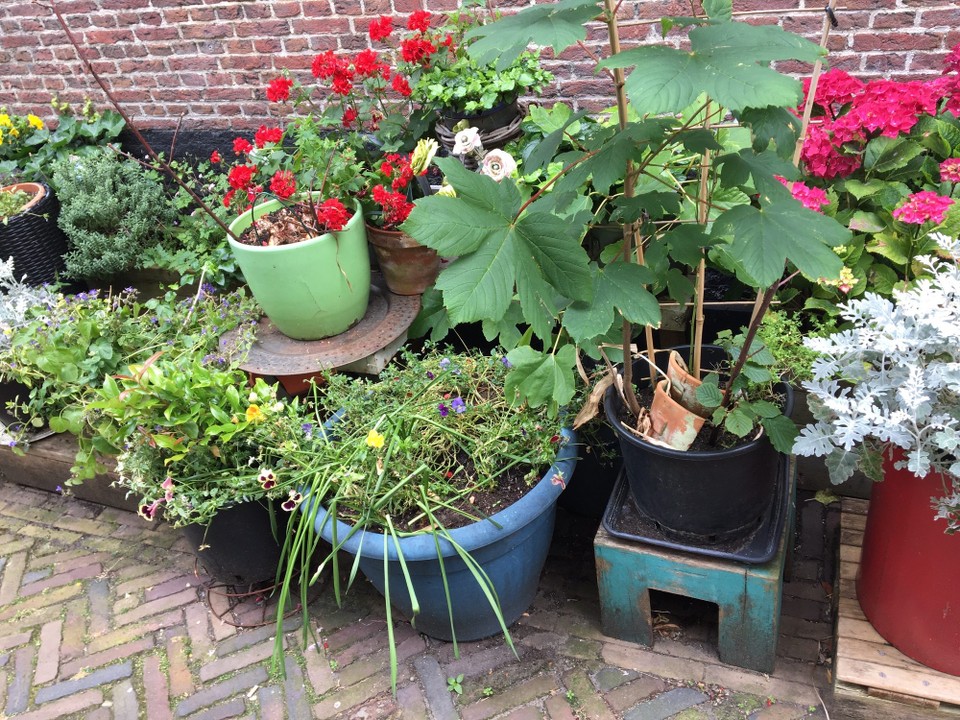 Niederlande - Haarlem - 