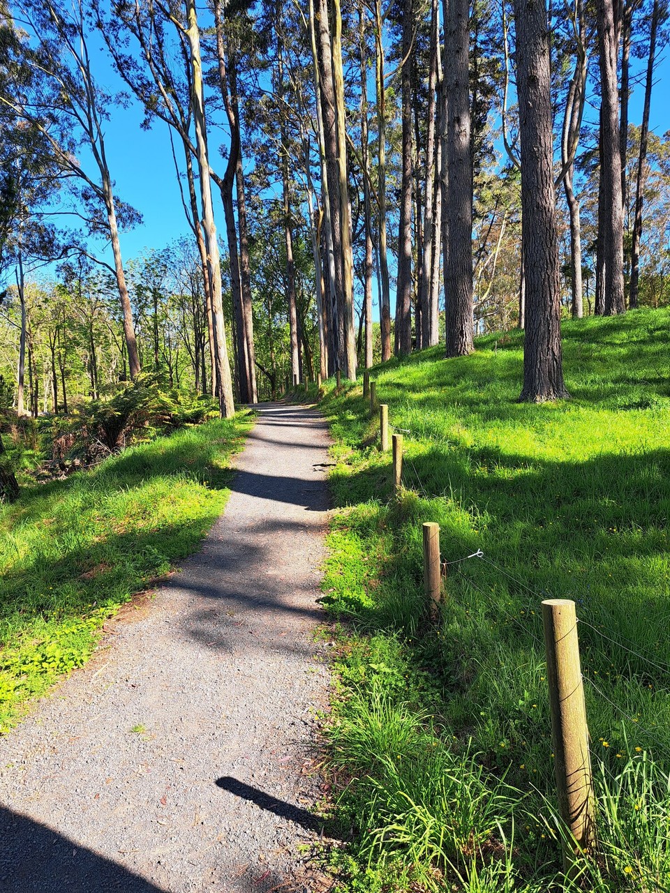 Neuseeland - Pirongia - 