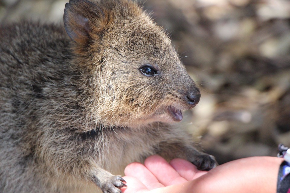 Australien - Rottnest Island - 