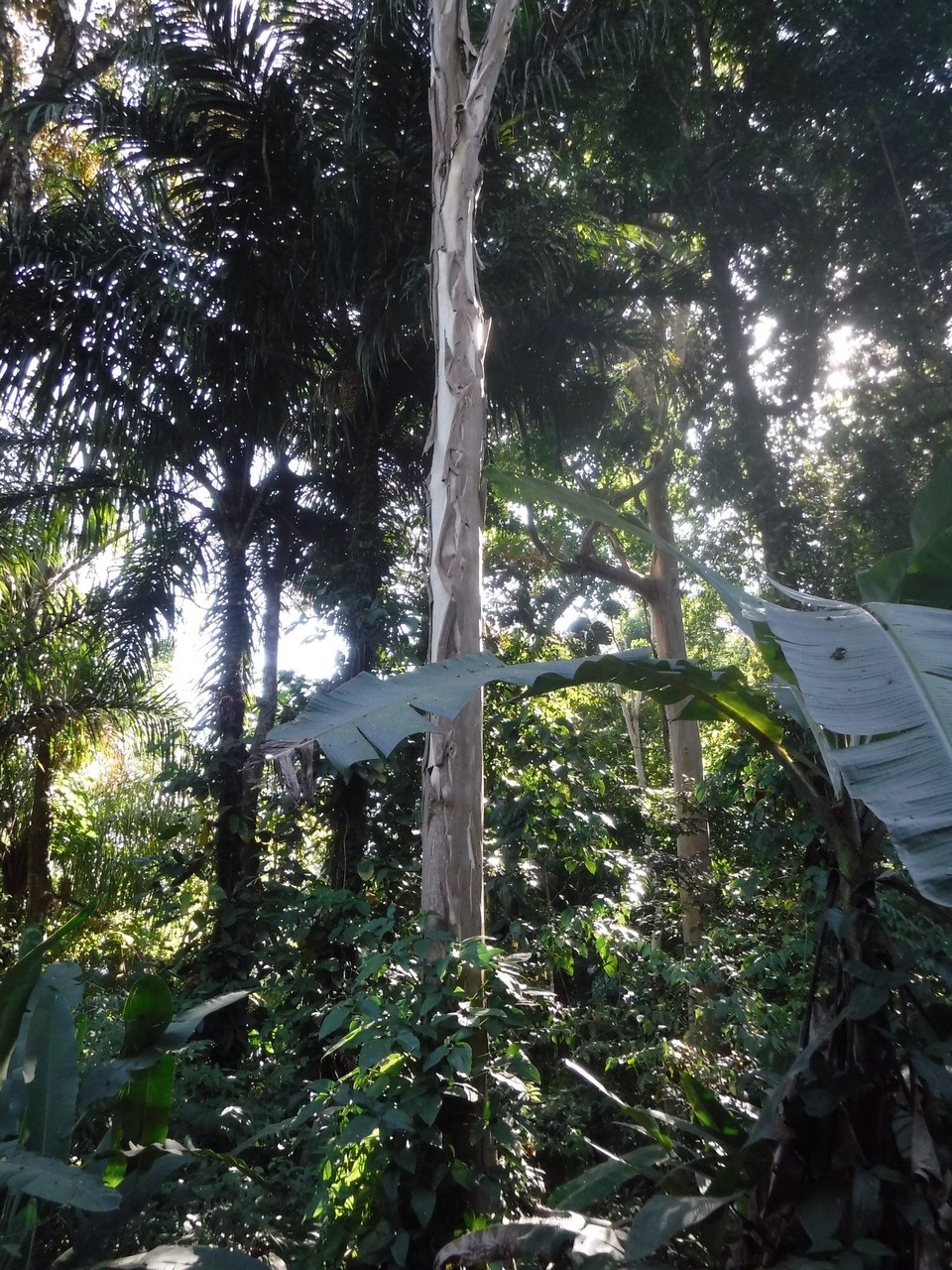 Costa Rica - Parrita - 