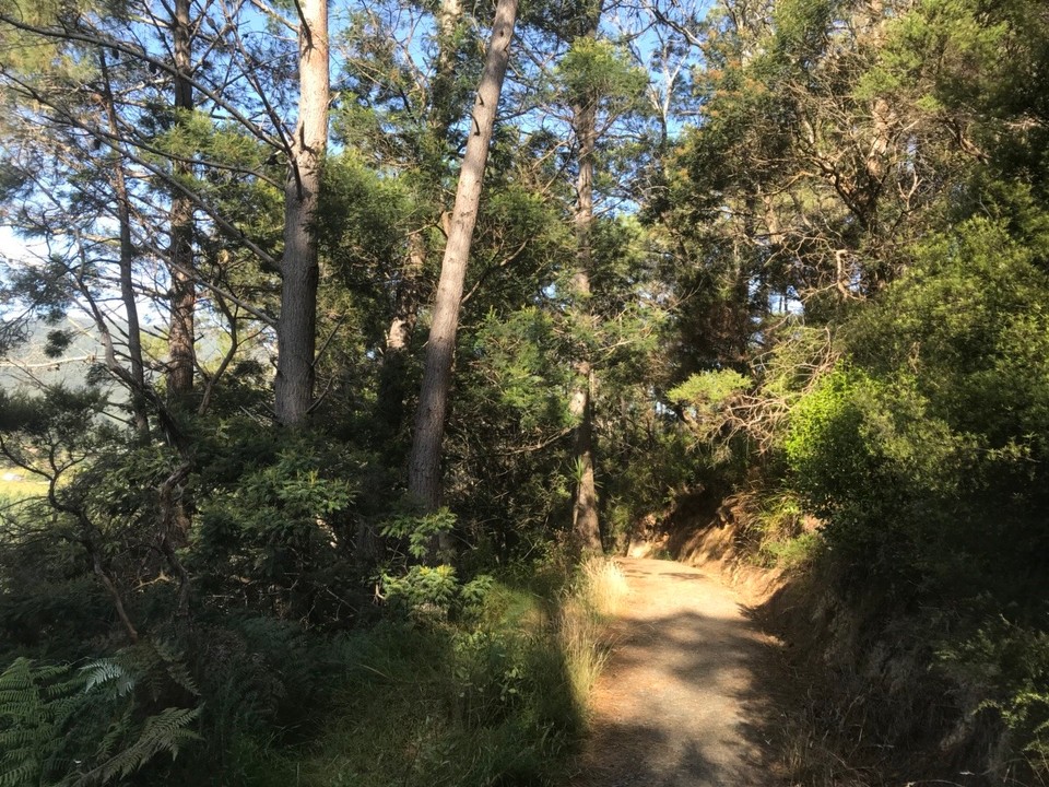 Neuseeland - Coromandel - Kauri Wald 