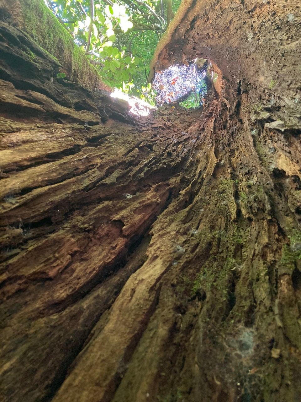 Neuseeland - Omanawa - Sonst umarme ich Bäume - heute ist es andersrum