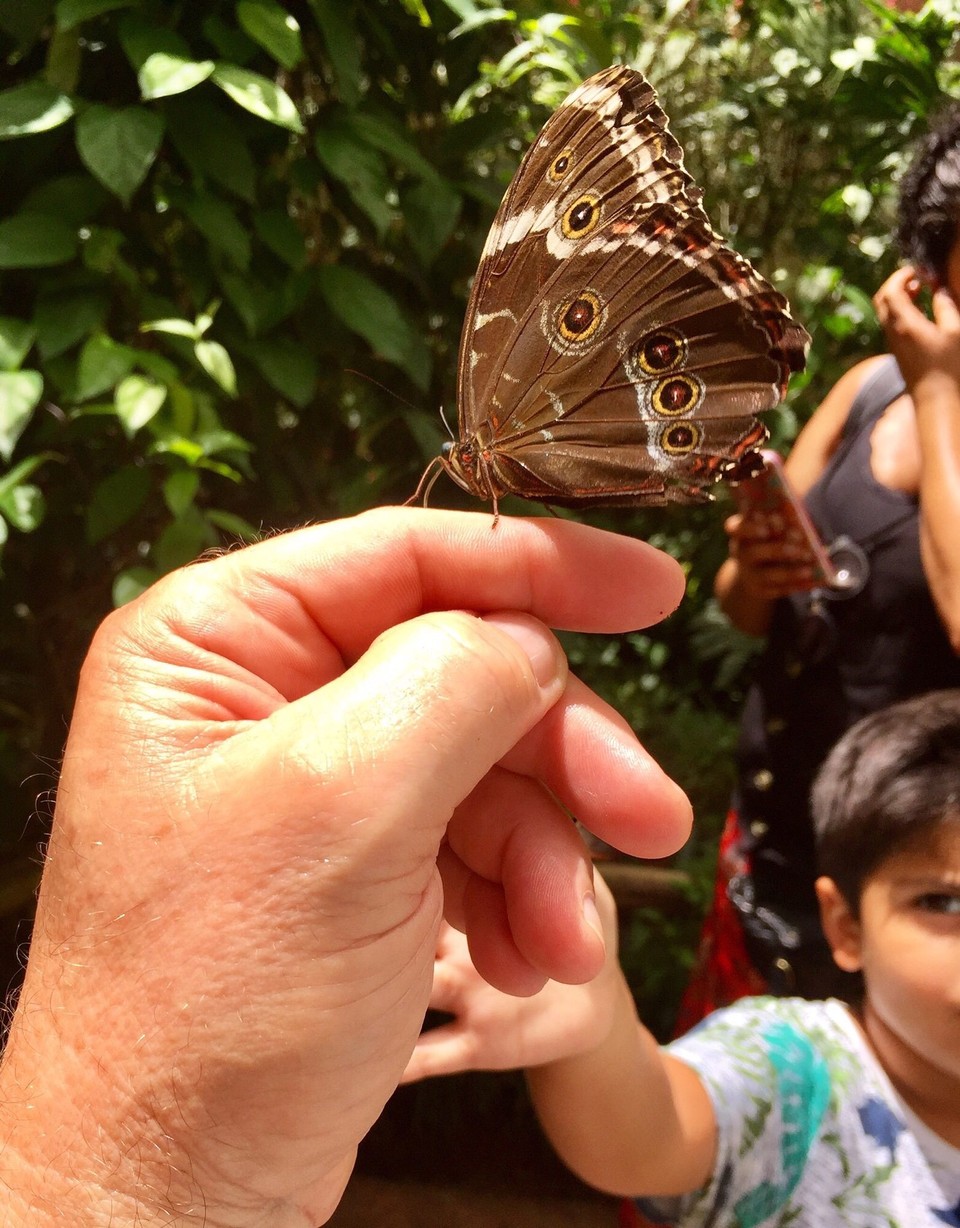 Brasilien - Foz do Iguaçu - Ein riesiger Schmetterling landet bei Wolfgang auf dem Finger im Flug metallic blau👌