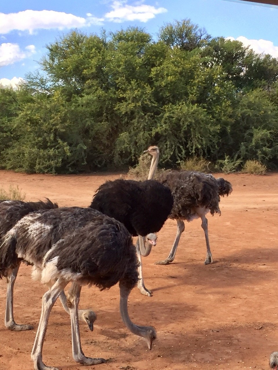 Südafrika - Oudtshoorn - Straußen Meetingpoint