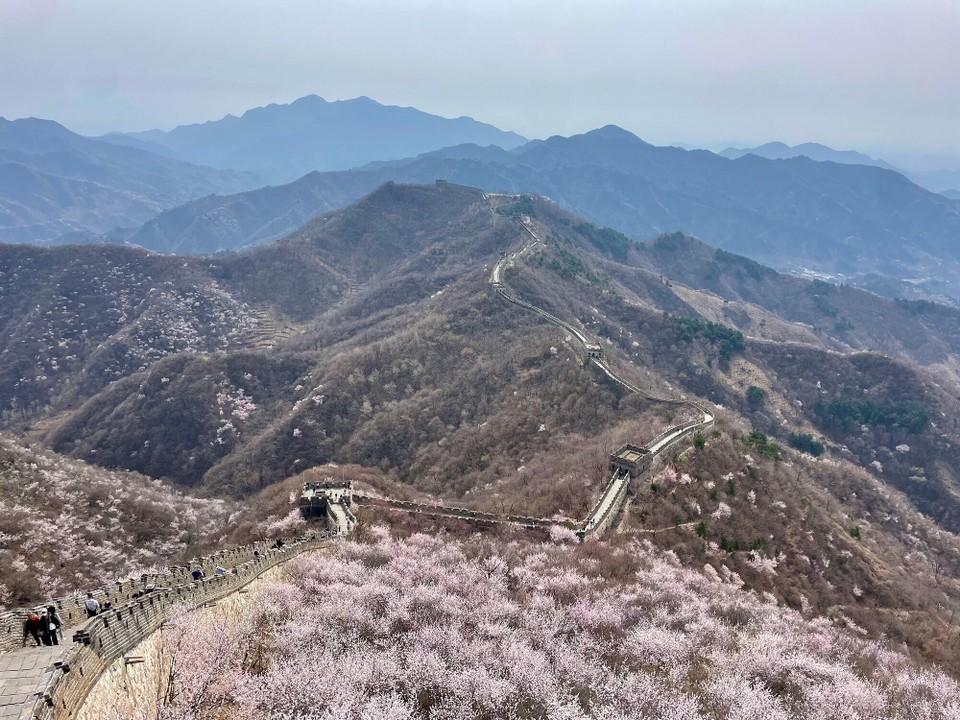 China - Beijing - E Meer us Chriesibaumblüete!