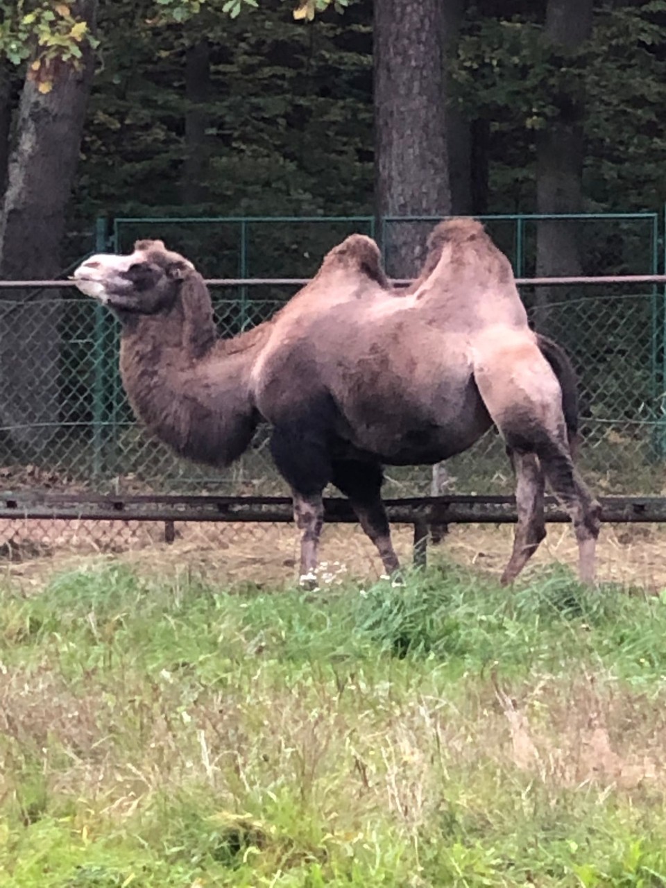 Poland - Gdańsk - Camel