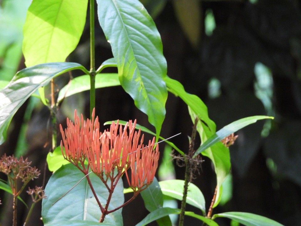 Madagaskar - unbekannt - 