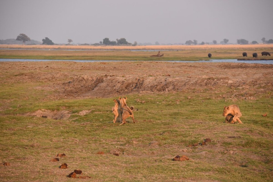 Botsuana -  - Von den Elefanten wieder zu den anderen Tieren. Da es noch etwas kühler war ca. 20 Grad, hatte die Löwen richtig Bock auf Spielen.