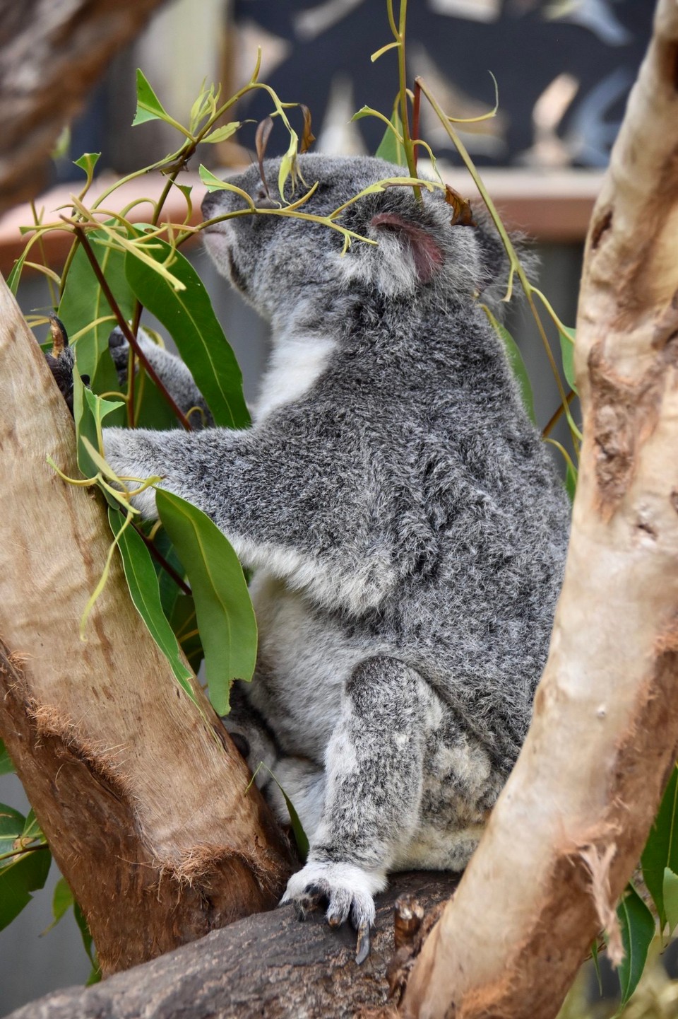 Australien - Kuranda - Da sind sie die kleinen Koalas 