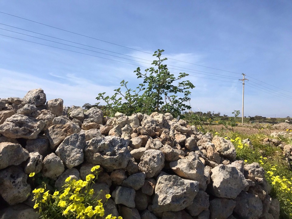 Malta - Dingli - 