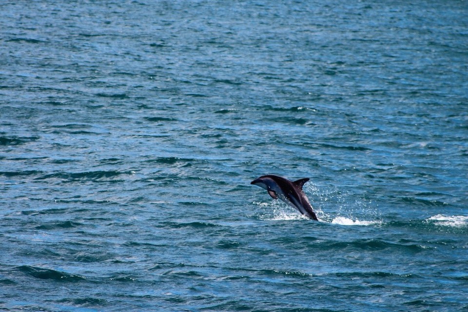 Neuseeland - Kaikoura Peninsula - 