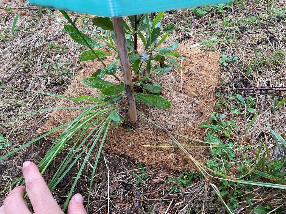 Neuseeland - Brightwater - Das Unkraut muss raus, na dann mal los 🤓