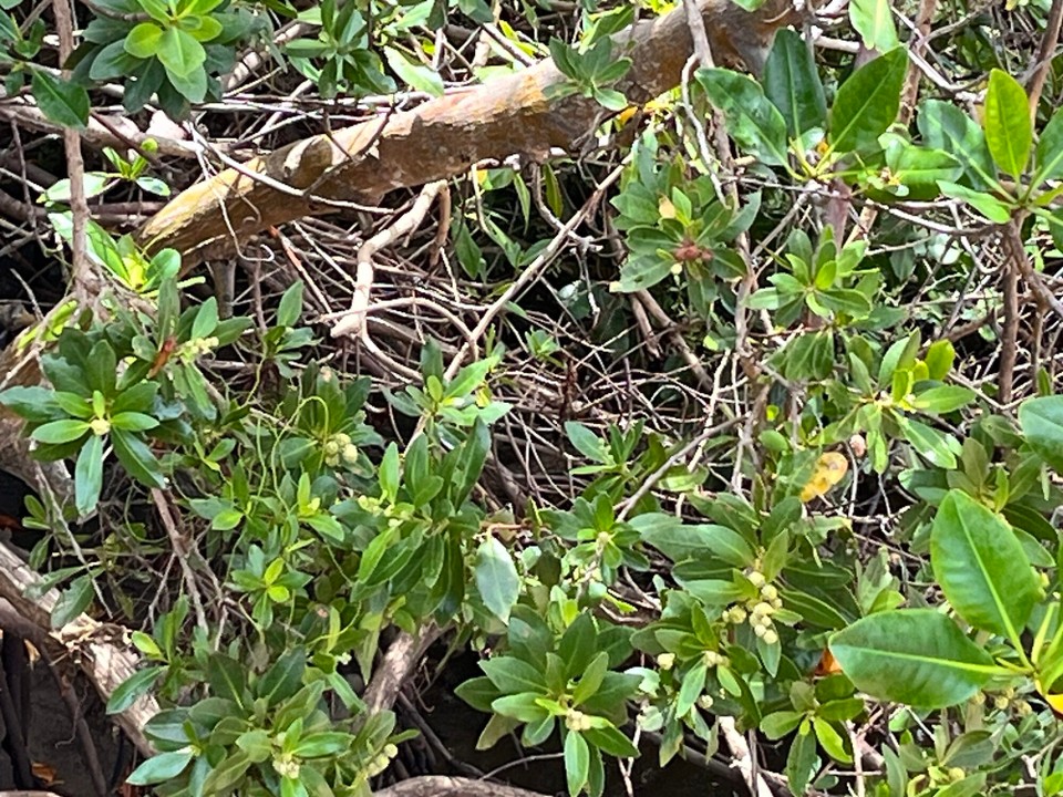 Brasilien - Jacuípe - 