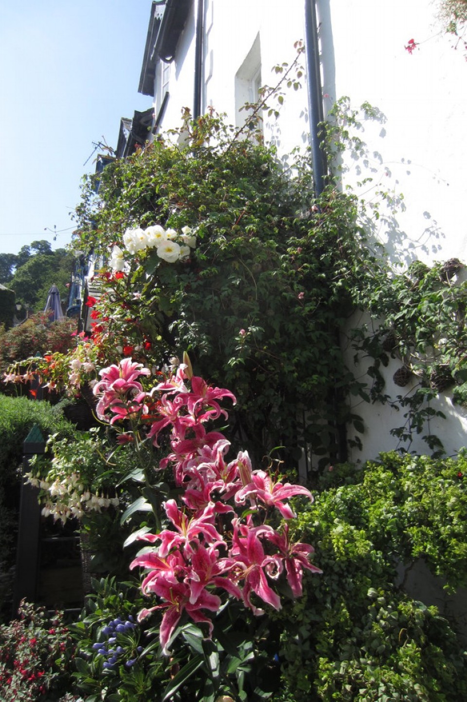 Vereinigtes Königreich - Clovelly - 