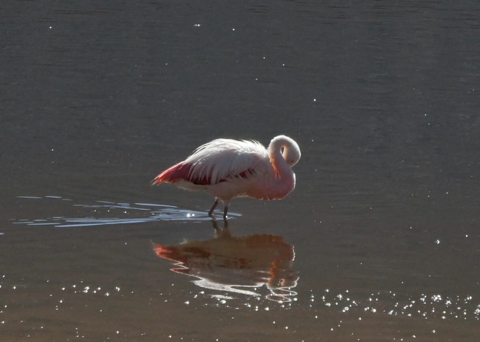 Chile - Atacama Desert - Chilean flamingo 
