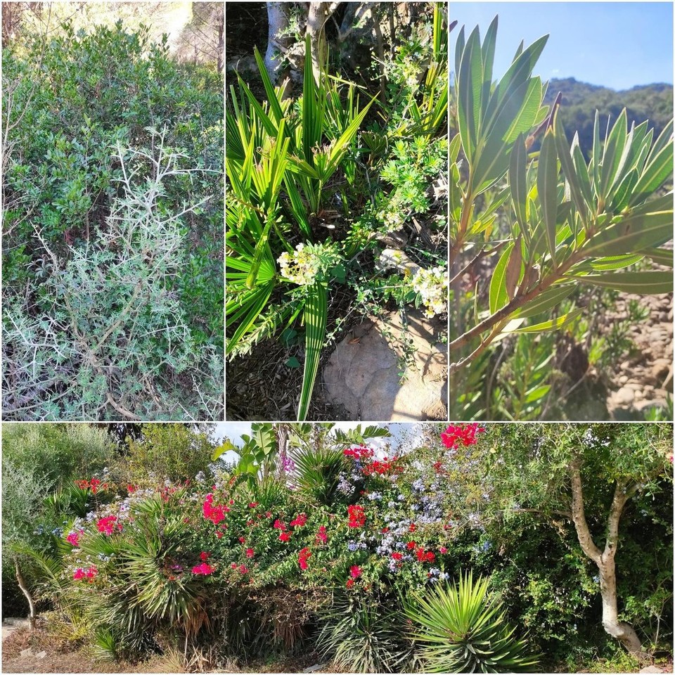 Spanien - Jimena de la Frontera - Pflanzenwelt