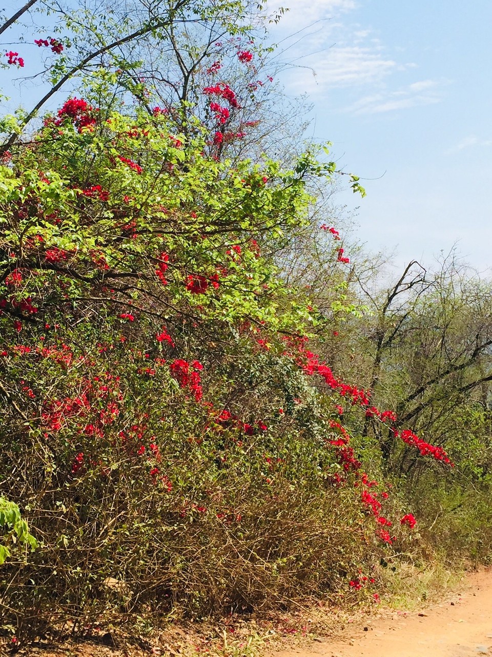 Südafrika -  - Der Frühling in Südafrika lässt grüßen 