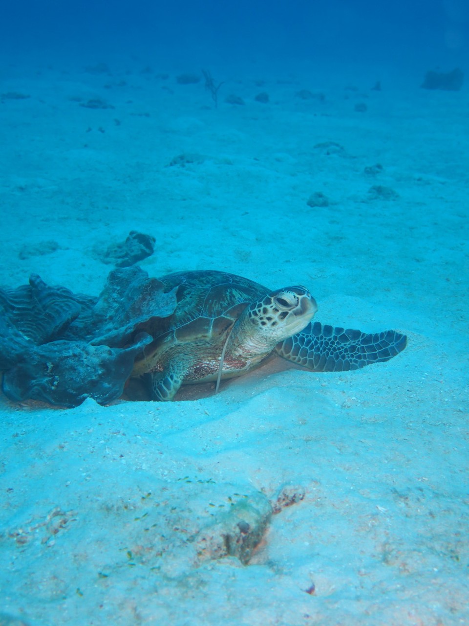 Australia - Cairns City - Tortue sous du corail