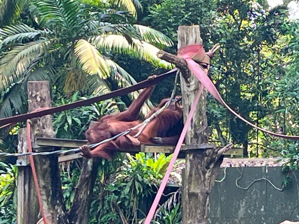 Singapur - Singapur - 