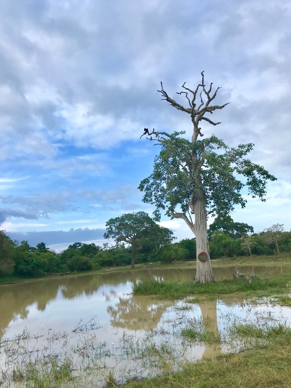Sri Lanka -  - 