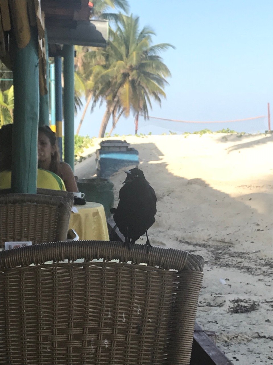 Kuba -  - Besuch am Frühstückstisch 🦅