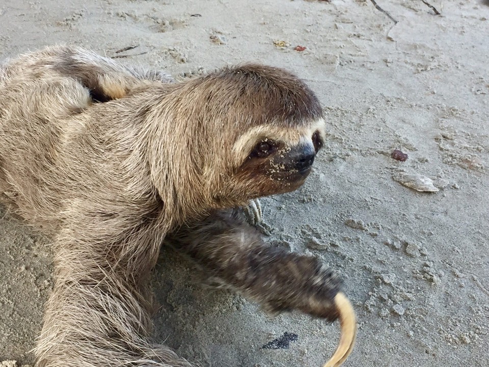 Brasilien - Ilha de Itamaracá - Faultier