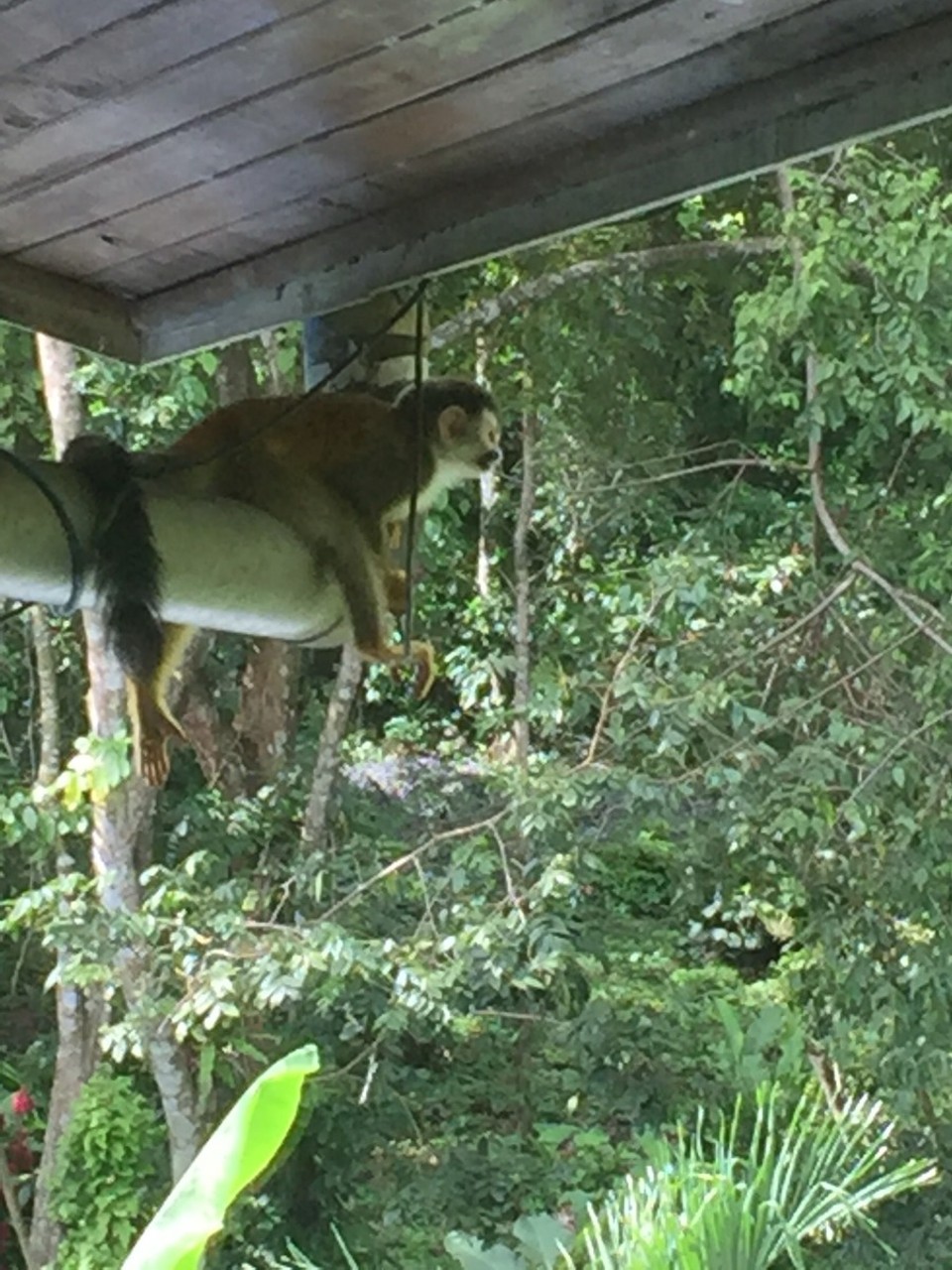 Costa Rica - Aguirre - 