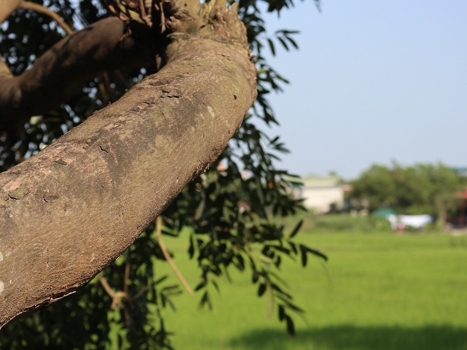 Vietnam - Ninh Bình - 