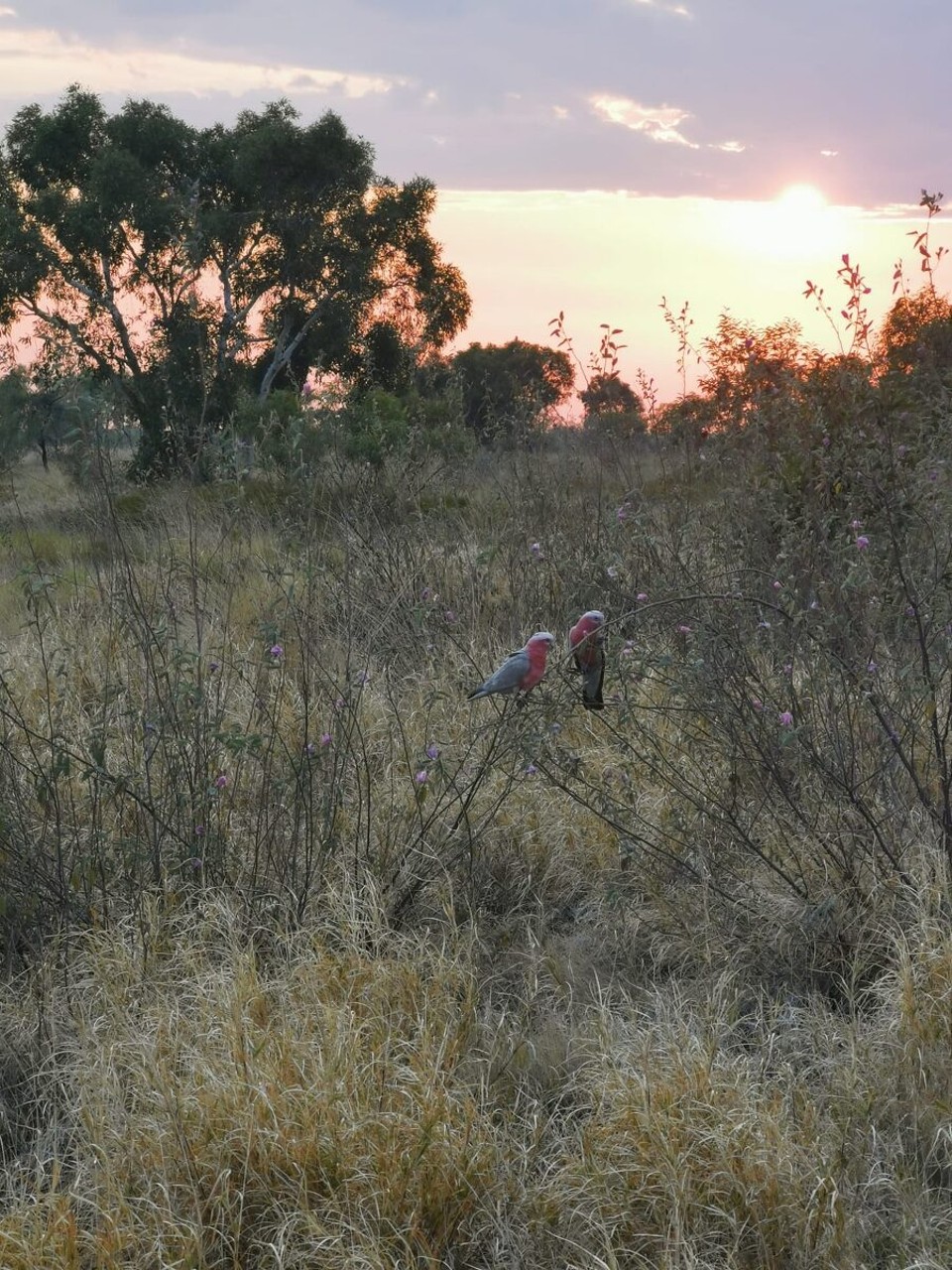 Australien - McArthur - Rosakakadu - meistens als Päärli unterwegs!