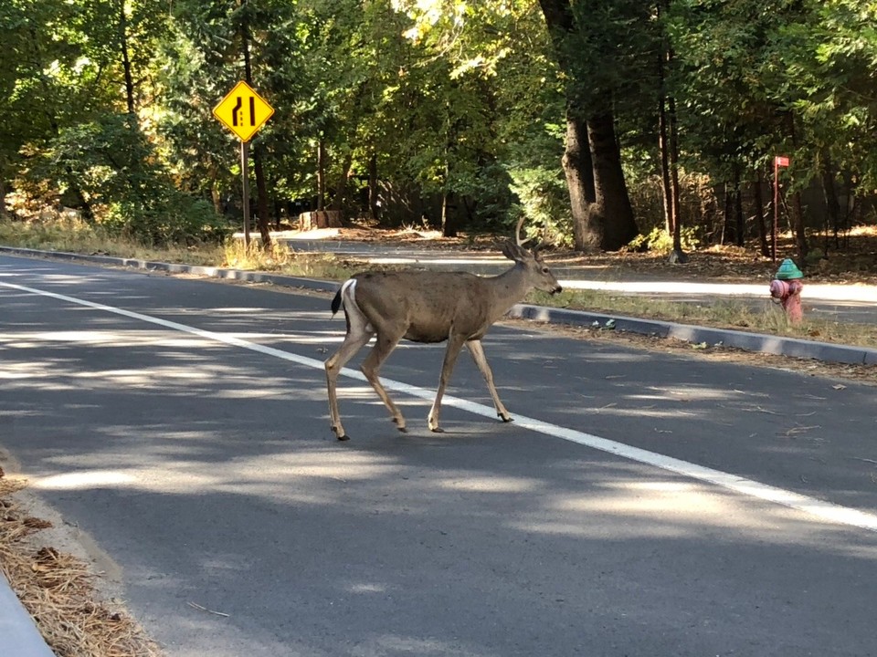 USA - Yosemite-Nationalpark - 