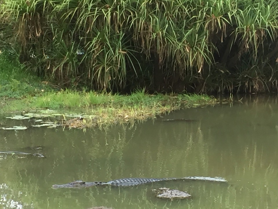 Australien - Jabiru - Viele Krokodile gesegen