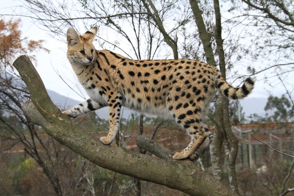 Südafrika - Plettenberg Bay - Serval