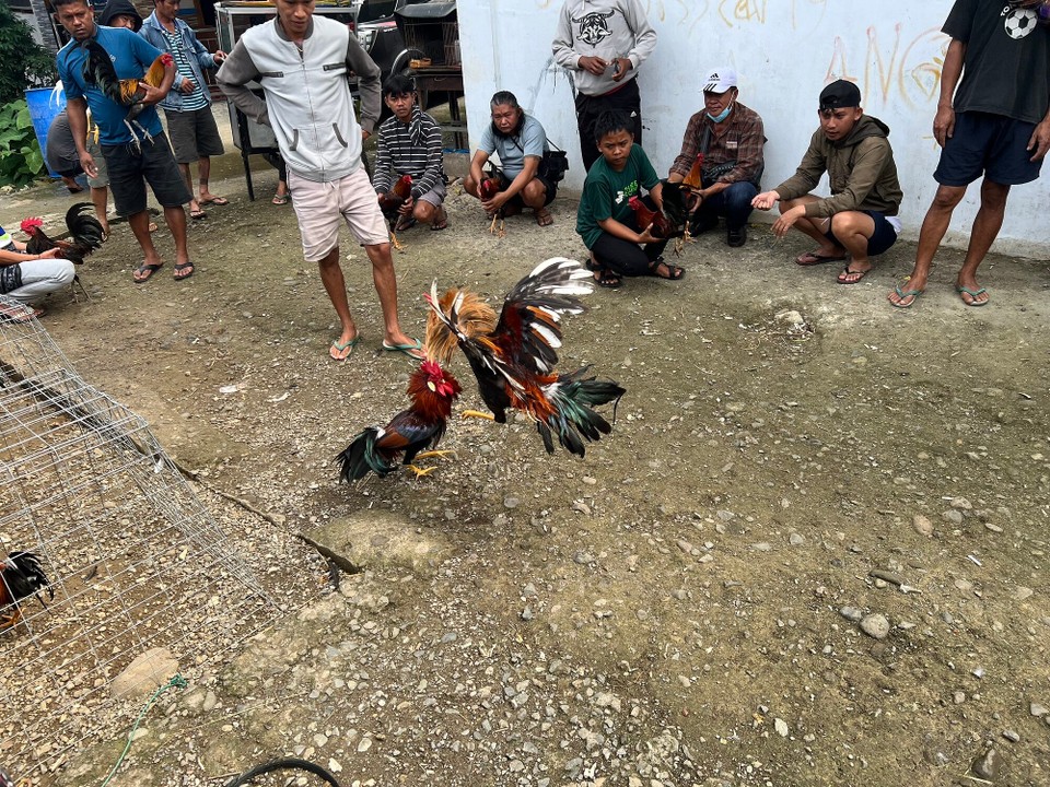Indonesien - North Toraja Regency - Autsch, da fliegen die Fetzen. Aber keiner kauft die Katze im Sack.