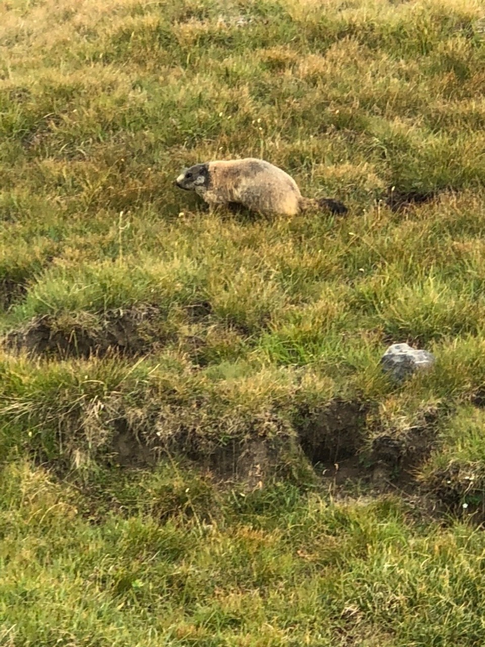 Schweiz - Zernez - Tag der Murmeltiere 