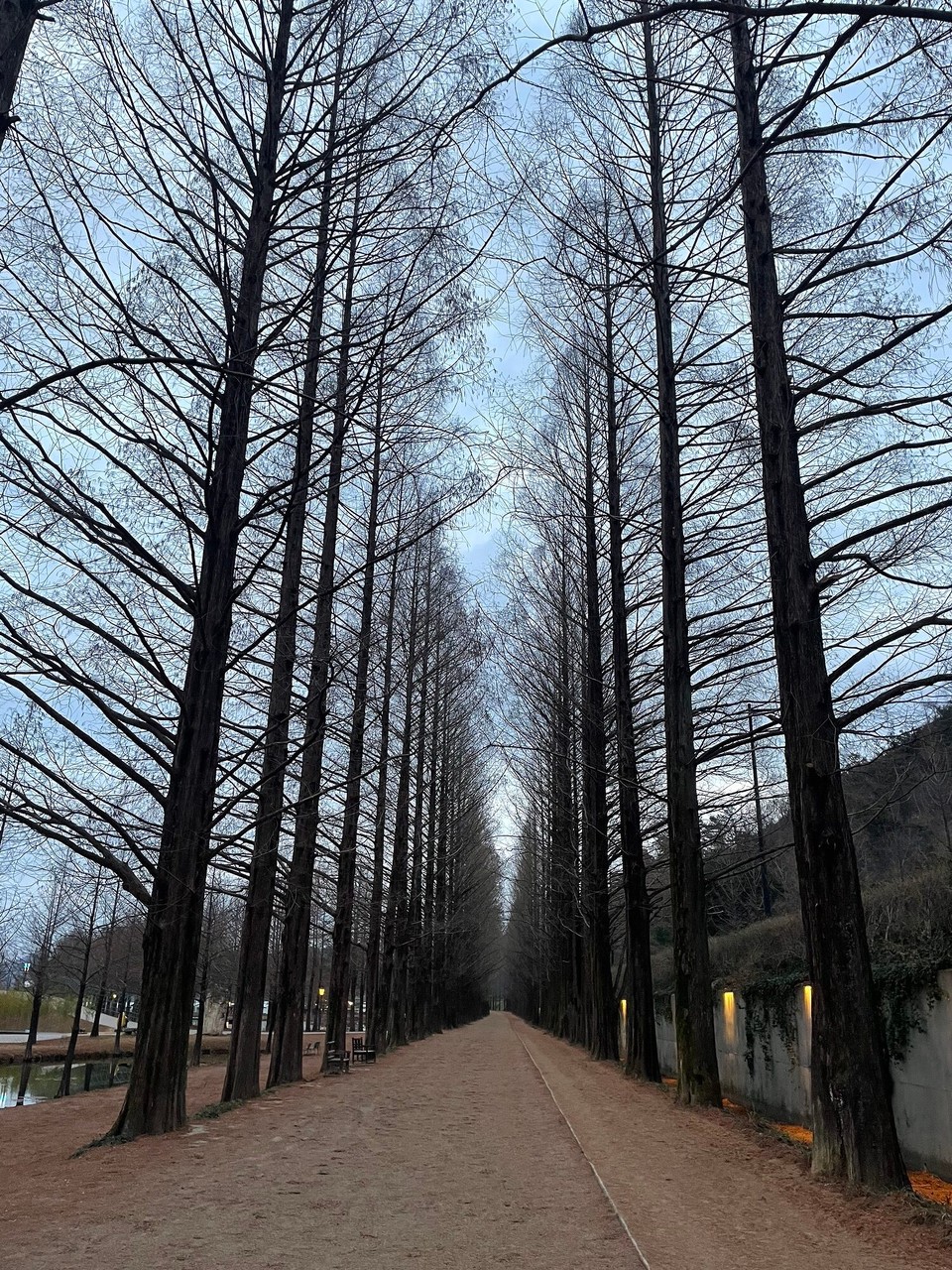대한민국 -  - Mammutbaum Allee