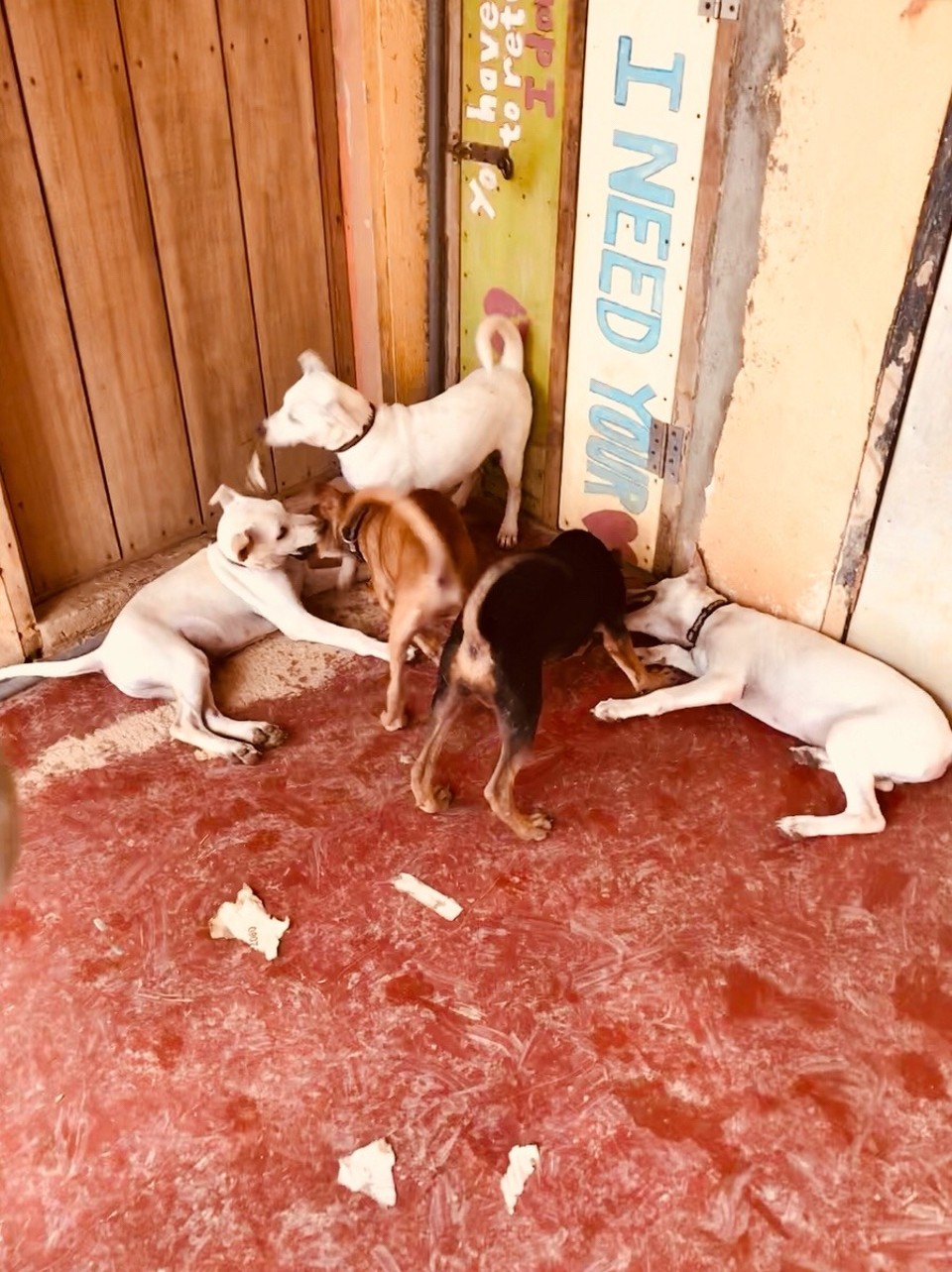 Malaysia - Kedawang - Puppy mayhem!