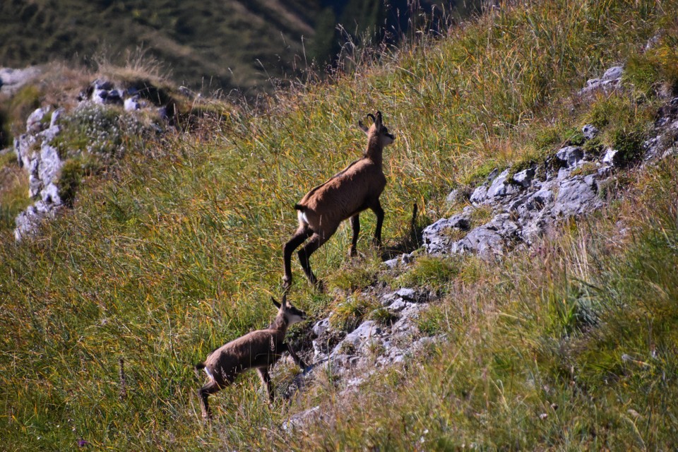 Schweiz - Zweisimmen - 