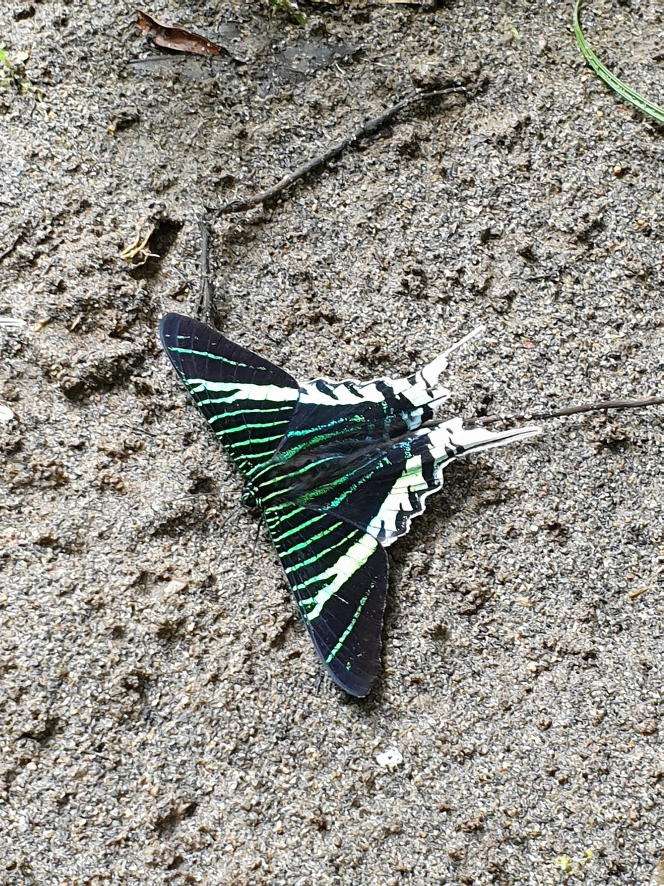 Ecuador - unbekannt - Butterfly