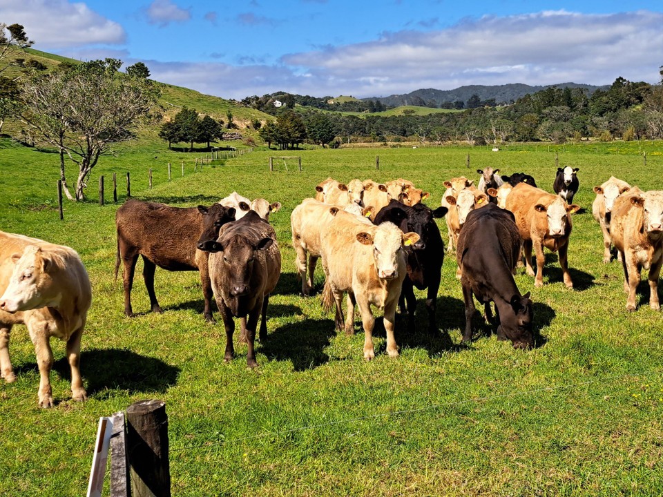 Neuseeland - Matapouri - 