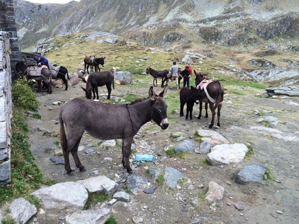 Rumänien - unbekannt - An der Podragu-Hütte: Huftiere, die dort nützliche Arbeiten verrichten, z.B. Gegenstände tragen.