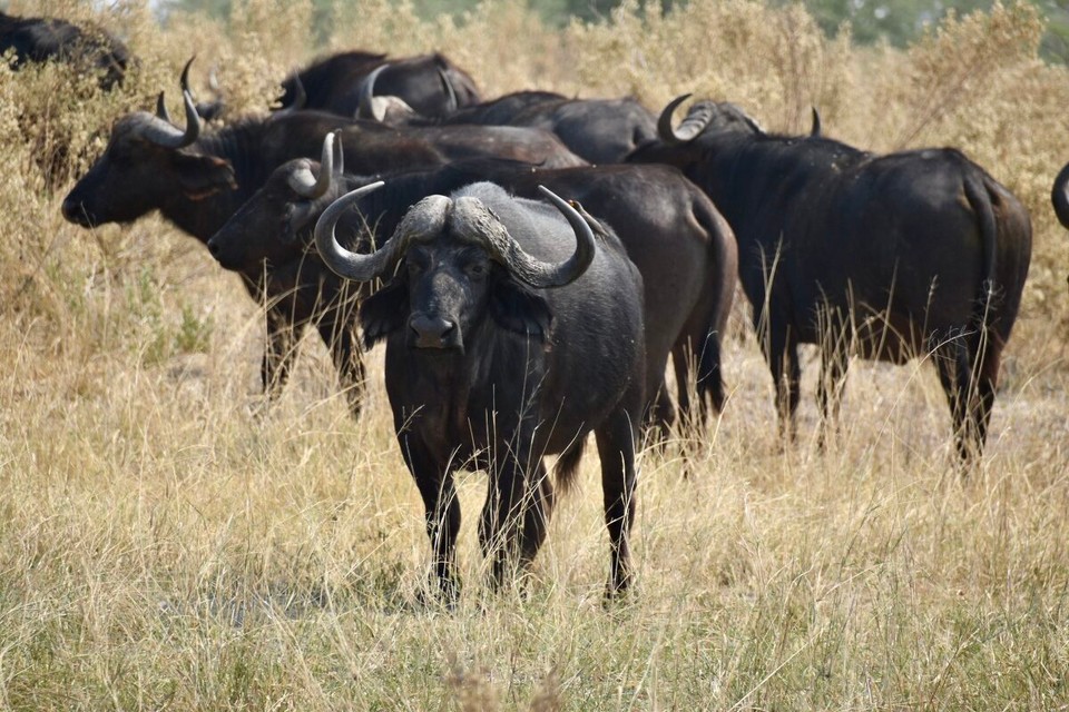 Botsuana -  - Die Büffel beäugte das Löwenrudel auch.